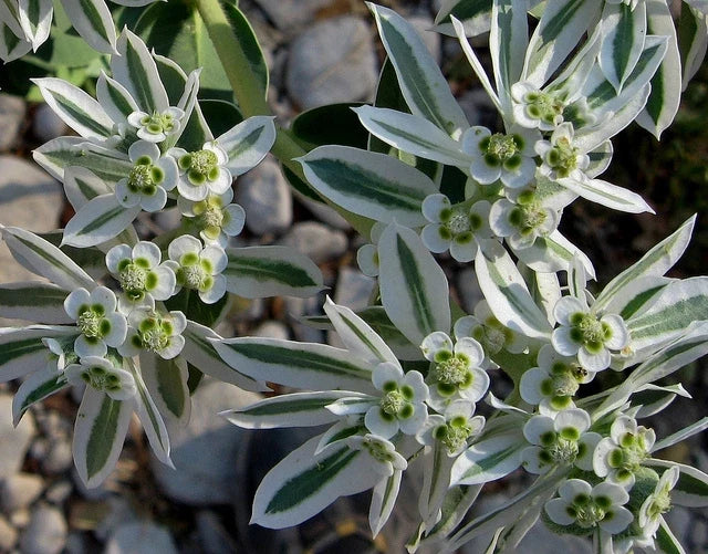 snow on flower seeds