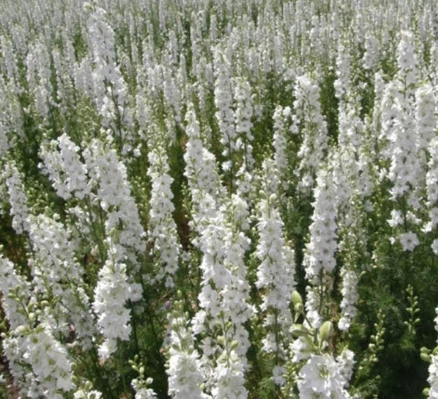 white delphinium flower seeds