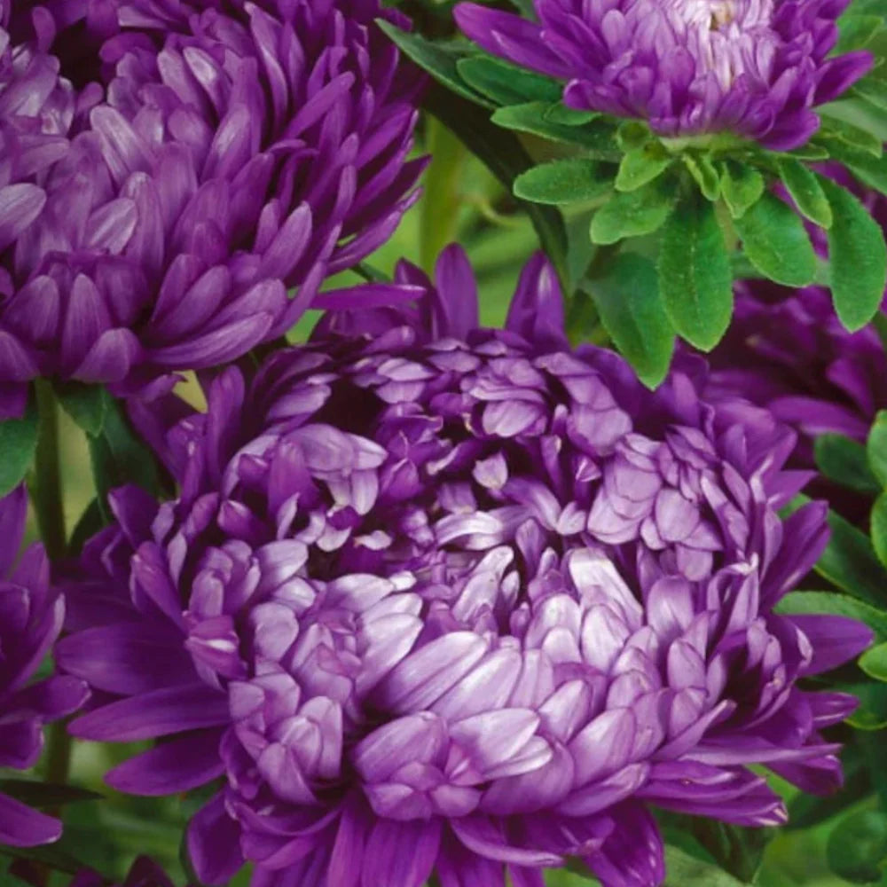 blue milady flower seeds