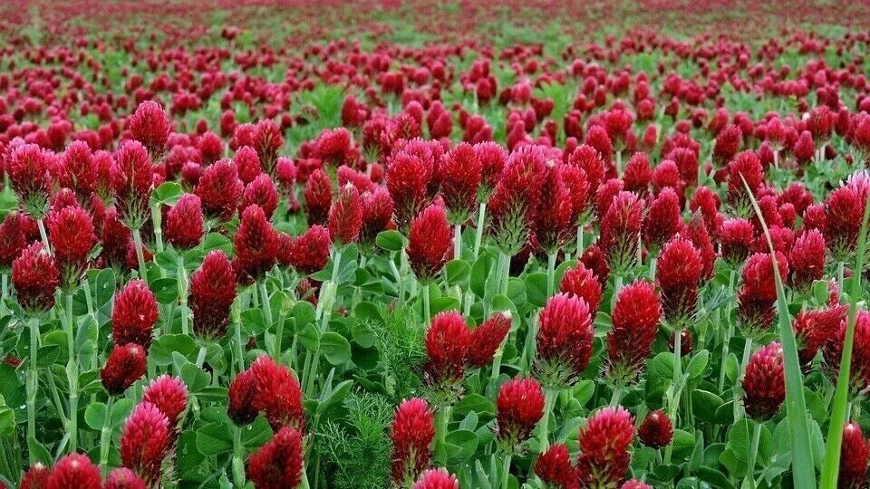 red clover flower seeds