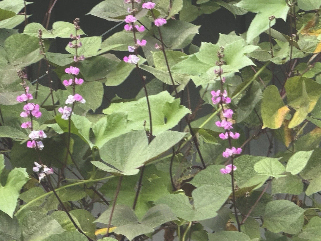 purple hysinth flower seeds