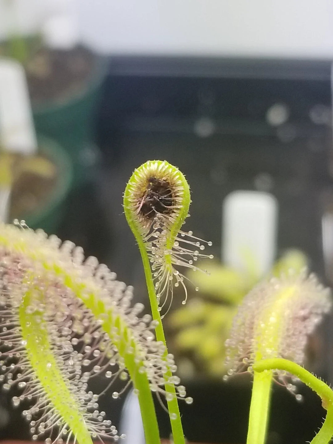 drosera capensis flower seeds