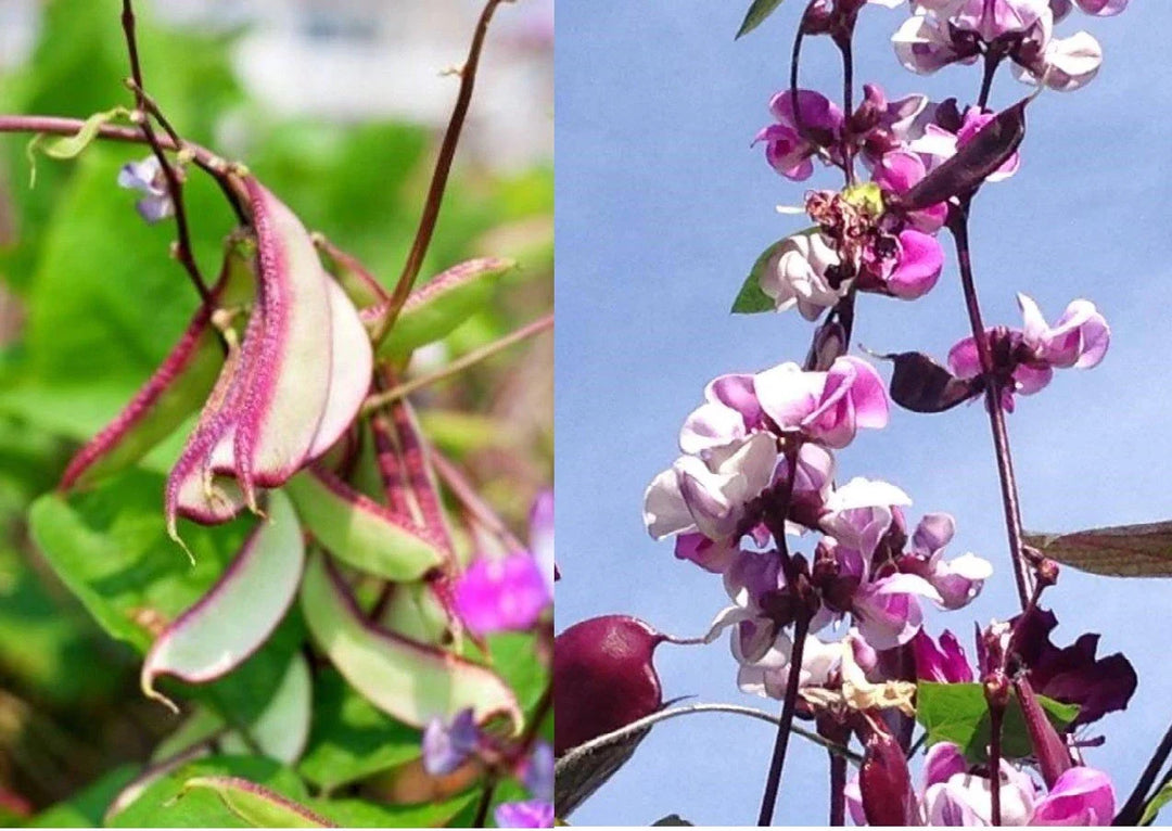 purple hyacinth flower seeds