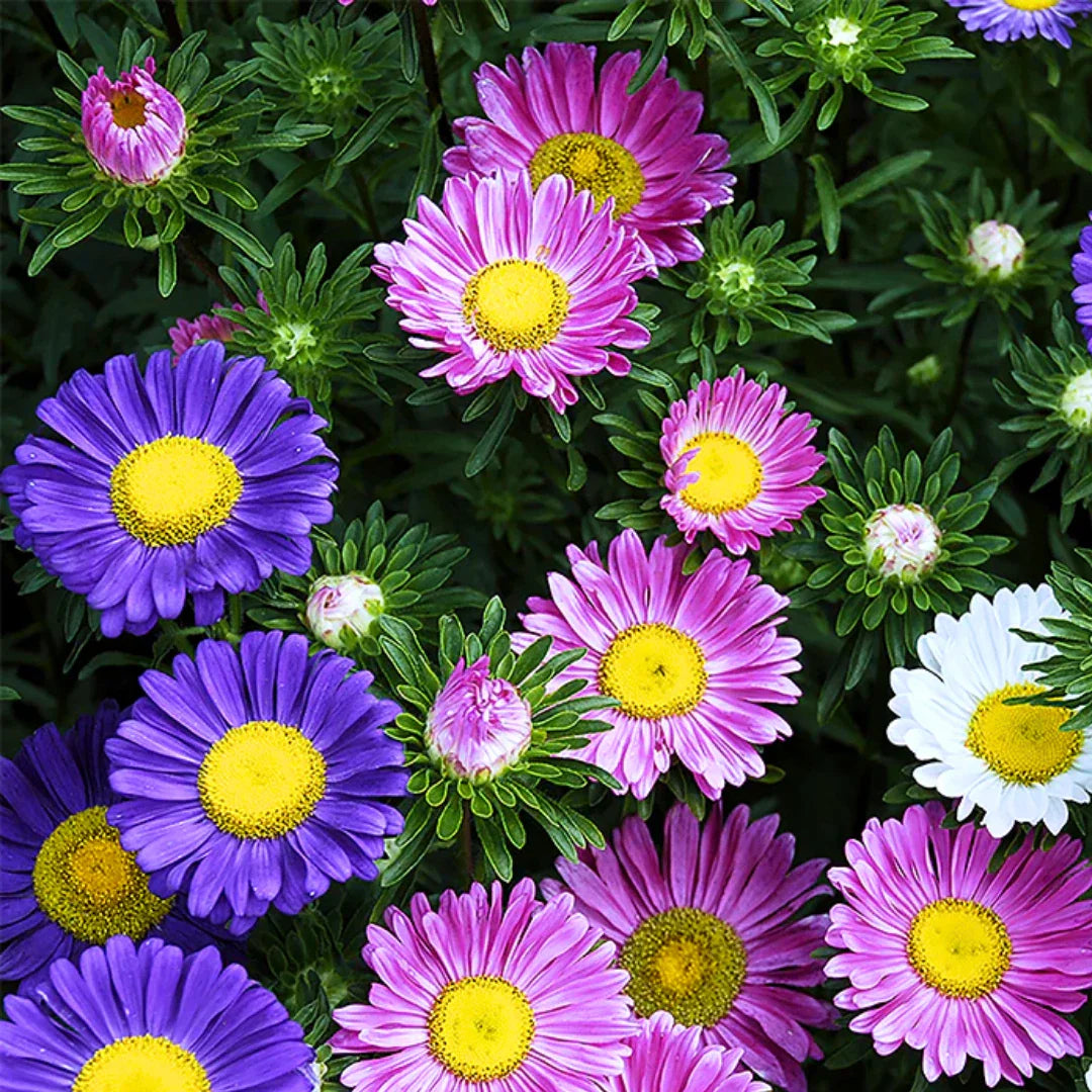 single china flower seeds
