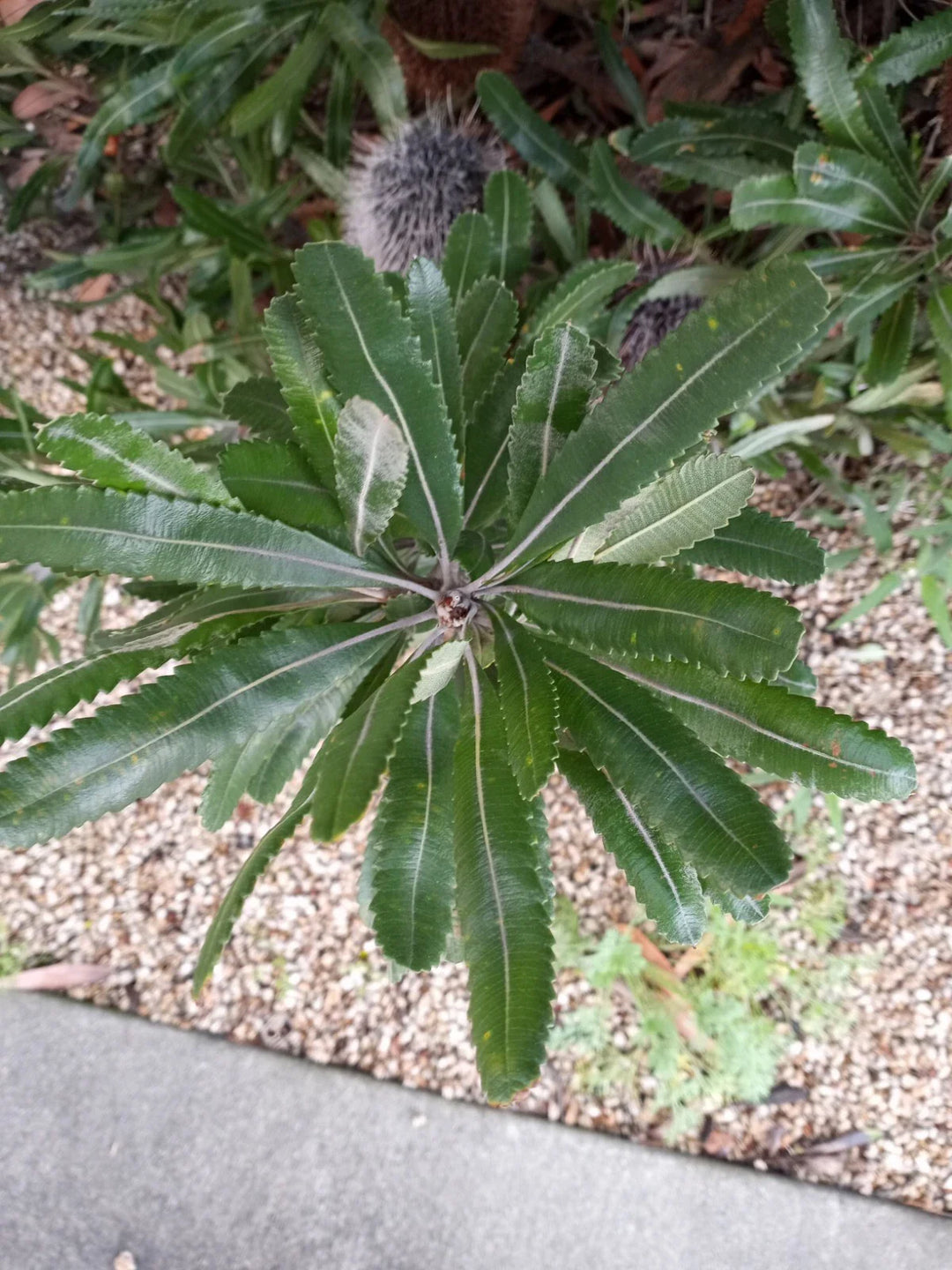 banksia serrata flower seeds