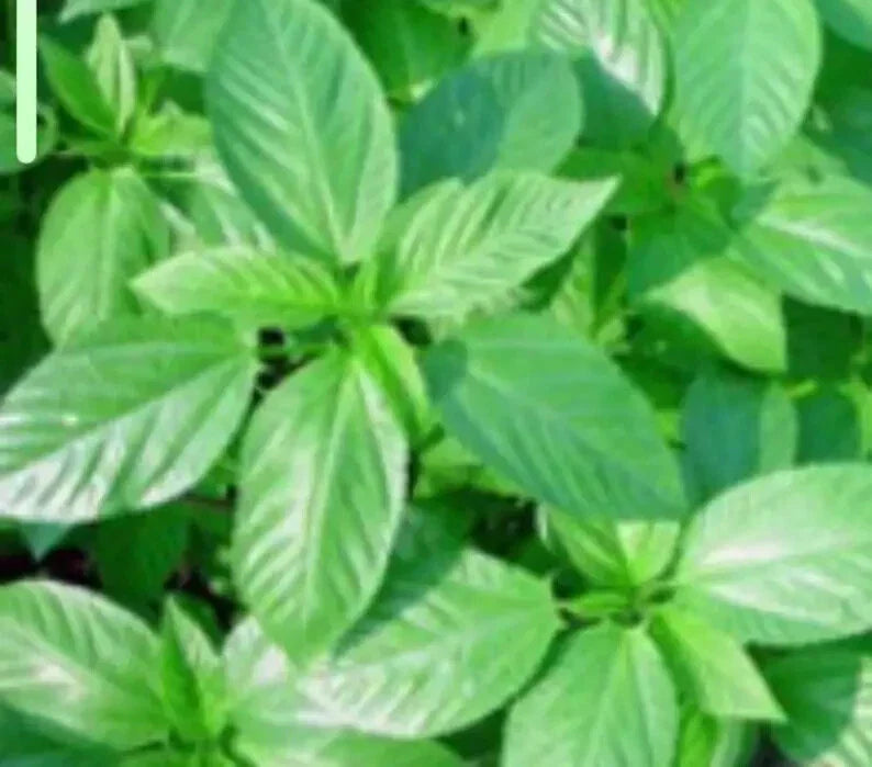 green jute flower seeds