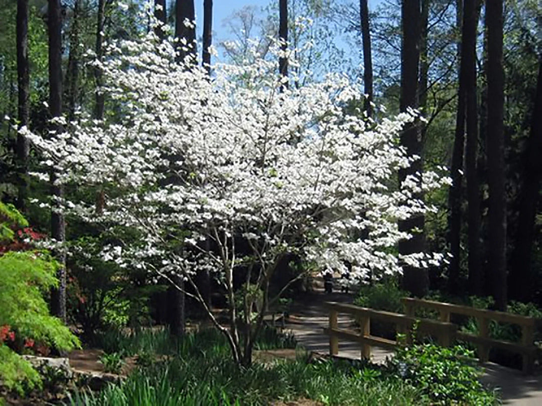 white flowering flower seeds