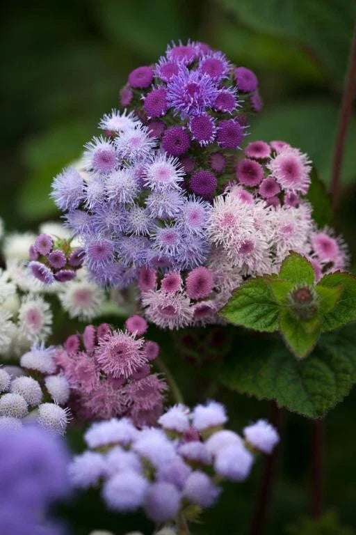 ageratum timeless flower seeds