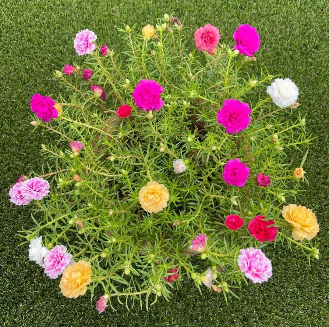 mixed moss flower seeds