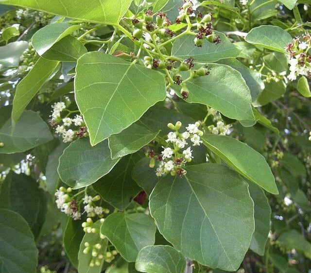cordia dichotoma flower seeds