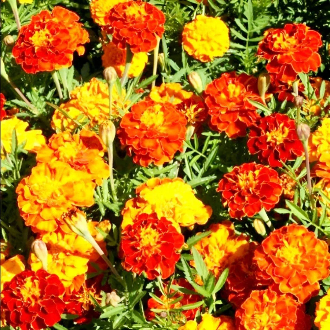 sparky french flower seeds