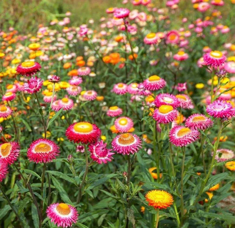 dwarf strawflower flower seeds