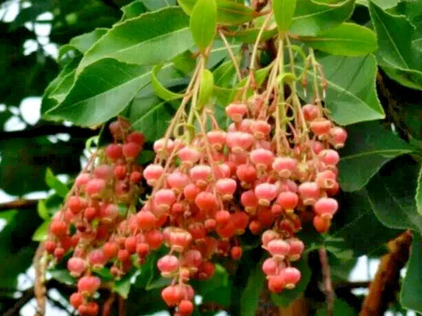 lily of flower seeds