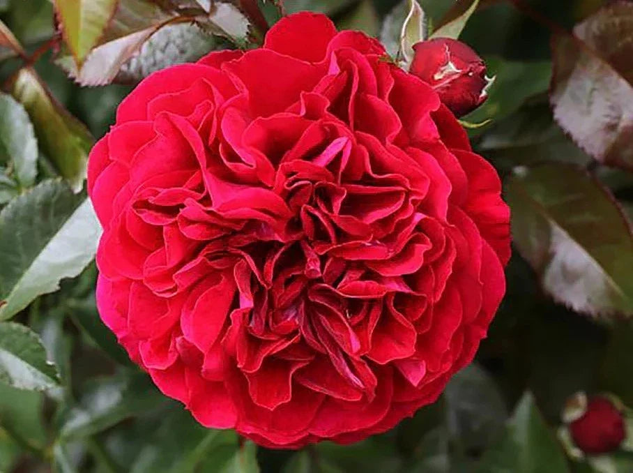 cityscape bordeaux flower seeds