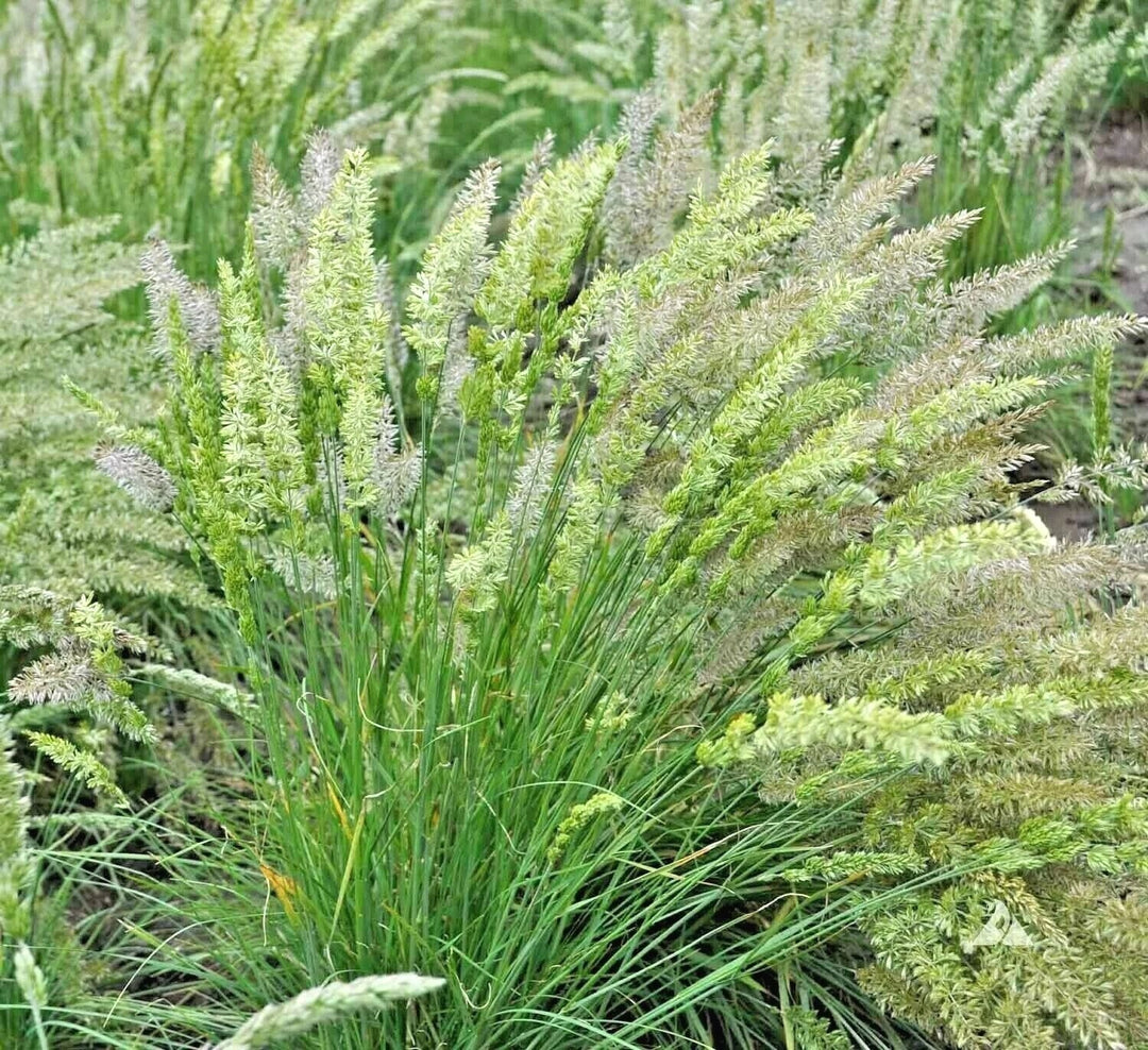 prairie june flower seeds