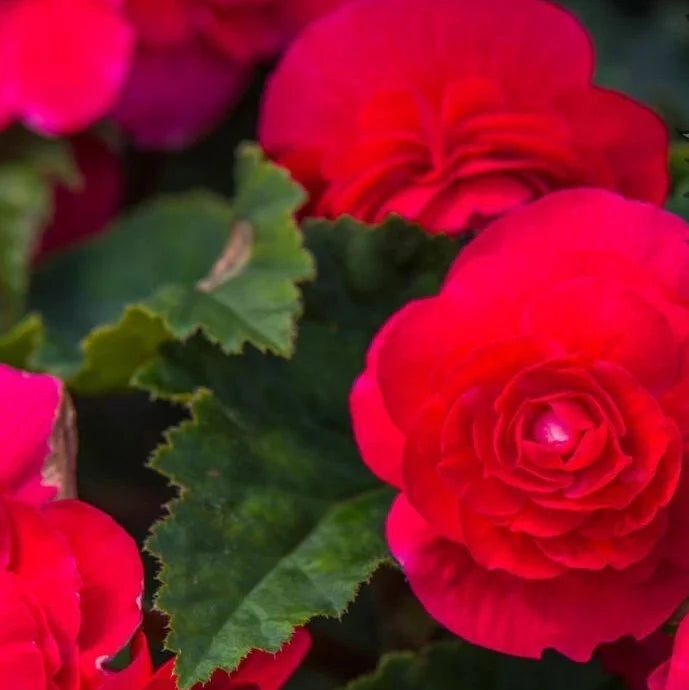 royal luxe flower seeds