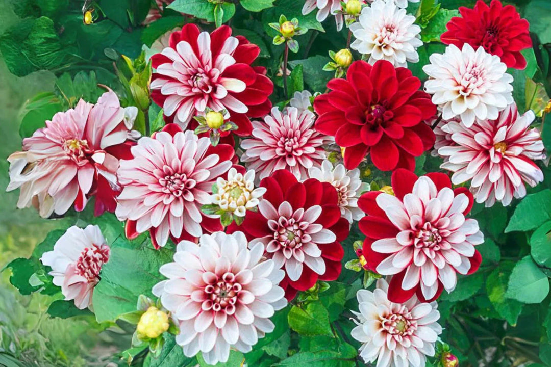 pacific time flower seeds