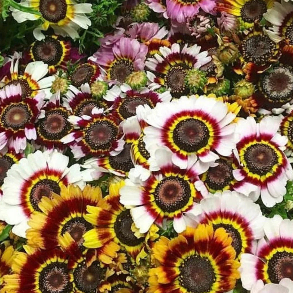 painted daisy flower seeds
