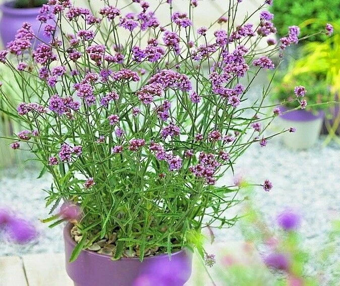 purpletop vervain flower seeds