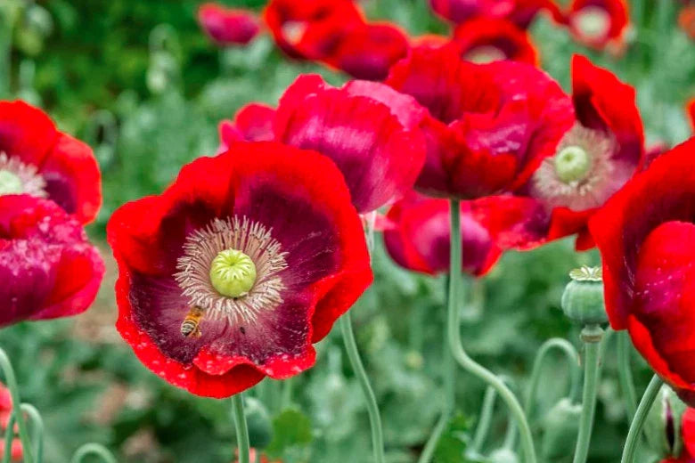 red poppy flower seeds