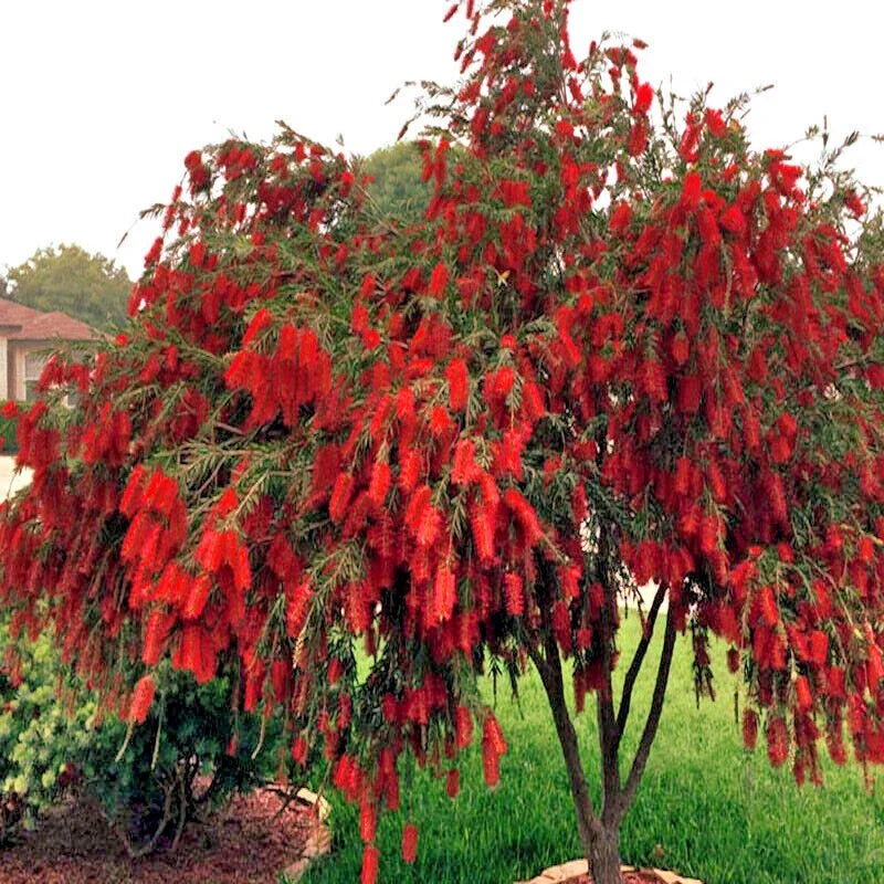 weeping bottlebrush flower seeds