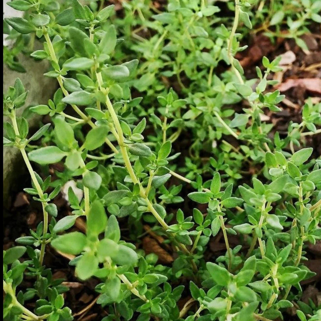 common thyme flower seeds