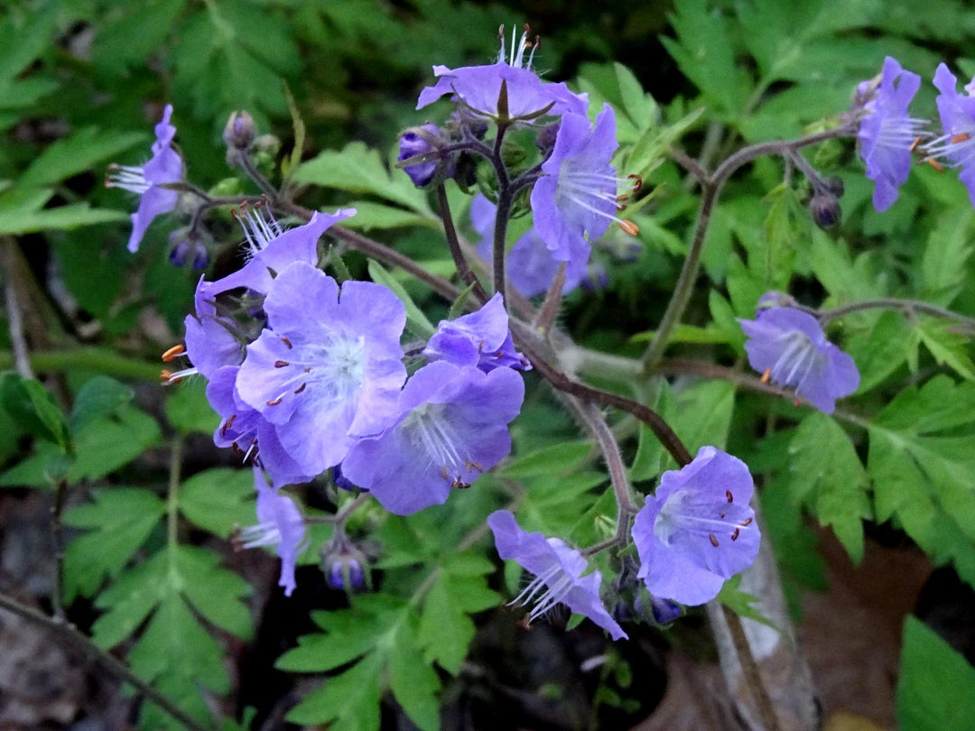 phacelia bipinnatifida flower seeds