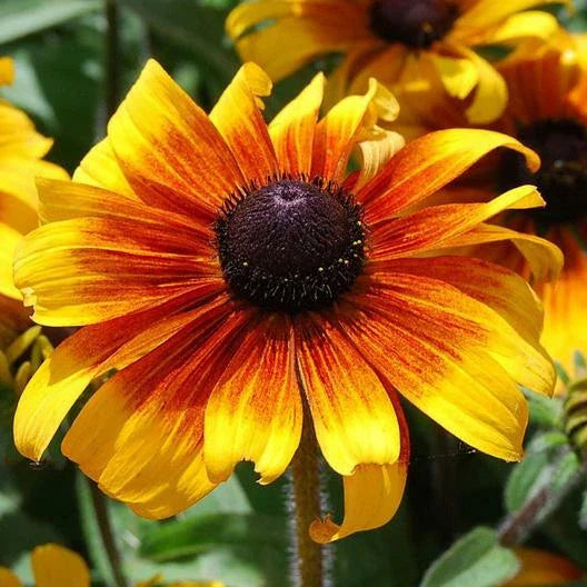 black eyed flower seeds