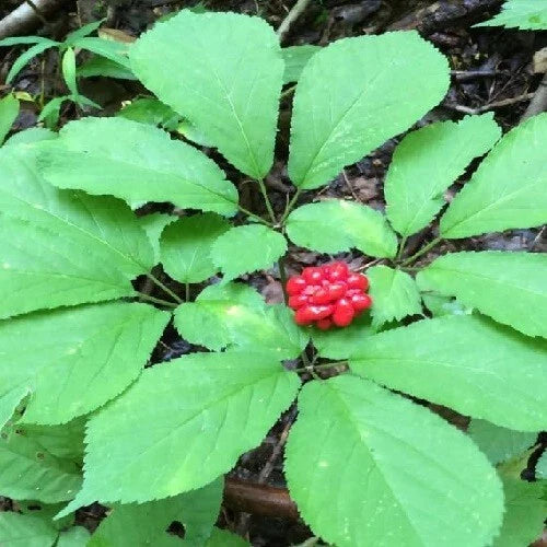 stratified panax flower seeds