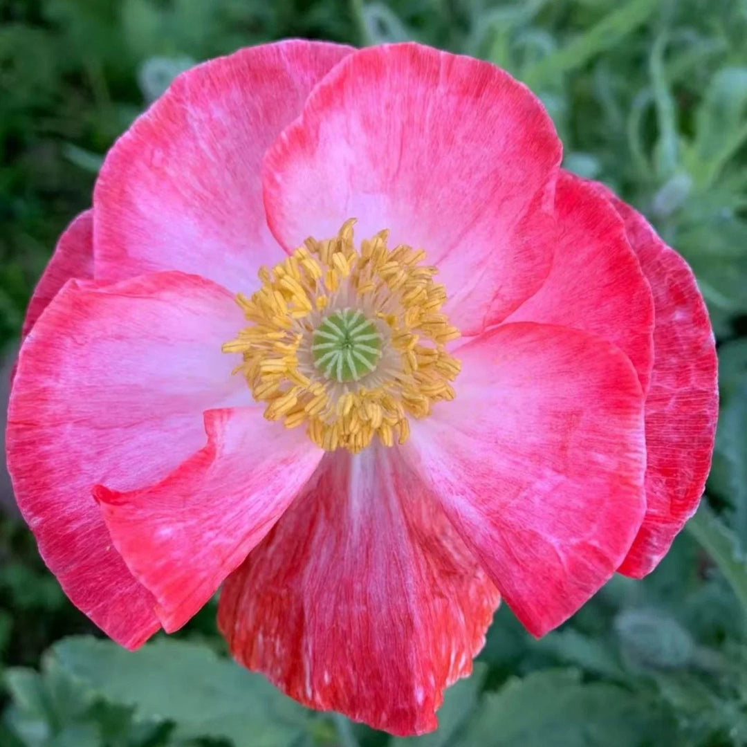 pink white flower seeds