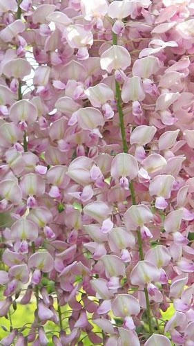 wisteria floribunda flower seeds