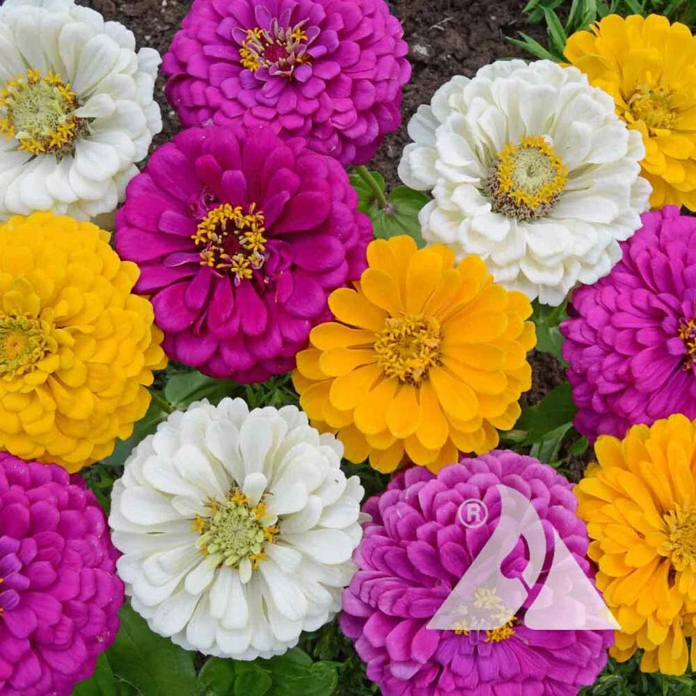 zinnia mardi flower seeds