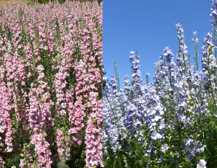blue pink flower seeds