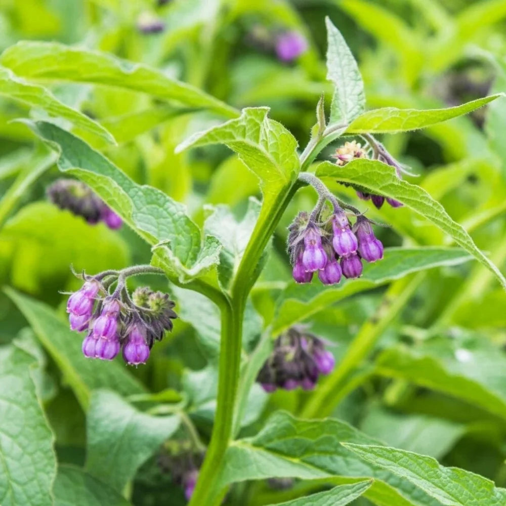 comfrey medicinal flower seeds