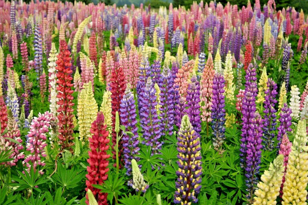 lupine russell flower seeds