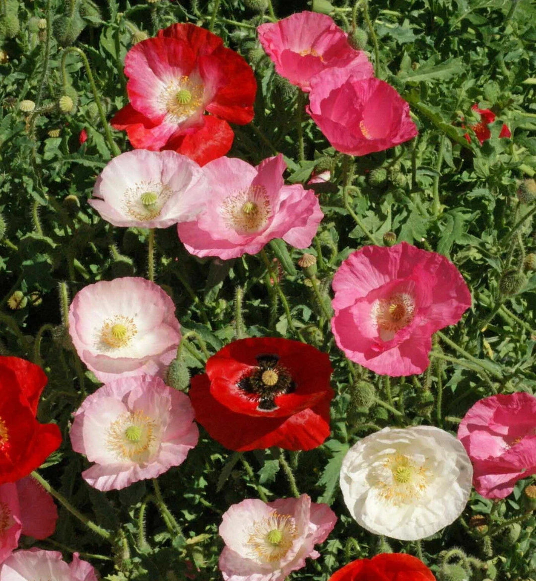 papaver corn flower seeds