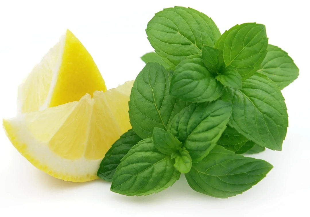 lemon mint flower seeds