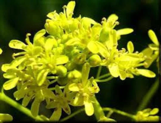 woad chinese flower seeds