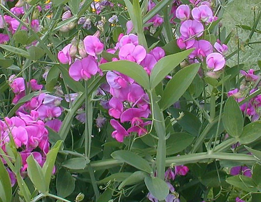 perennial pea flower seeds