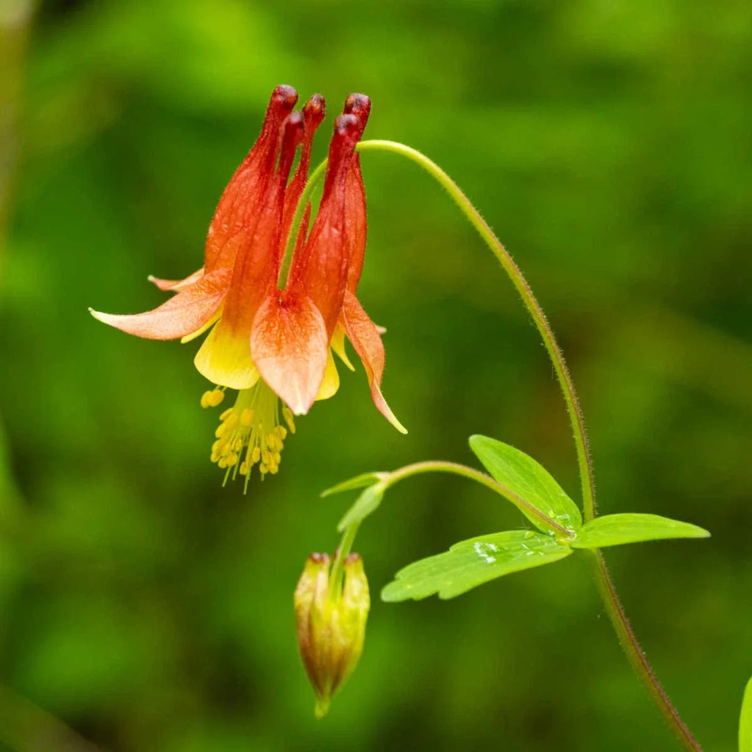 red yellow flower seeds