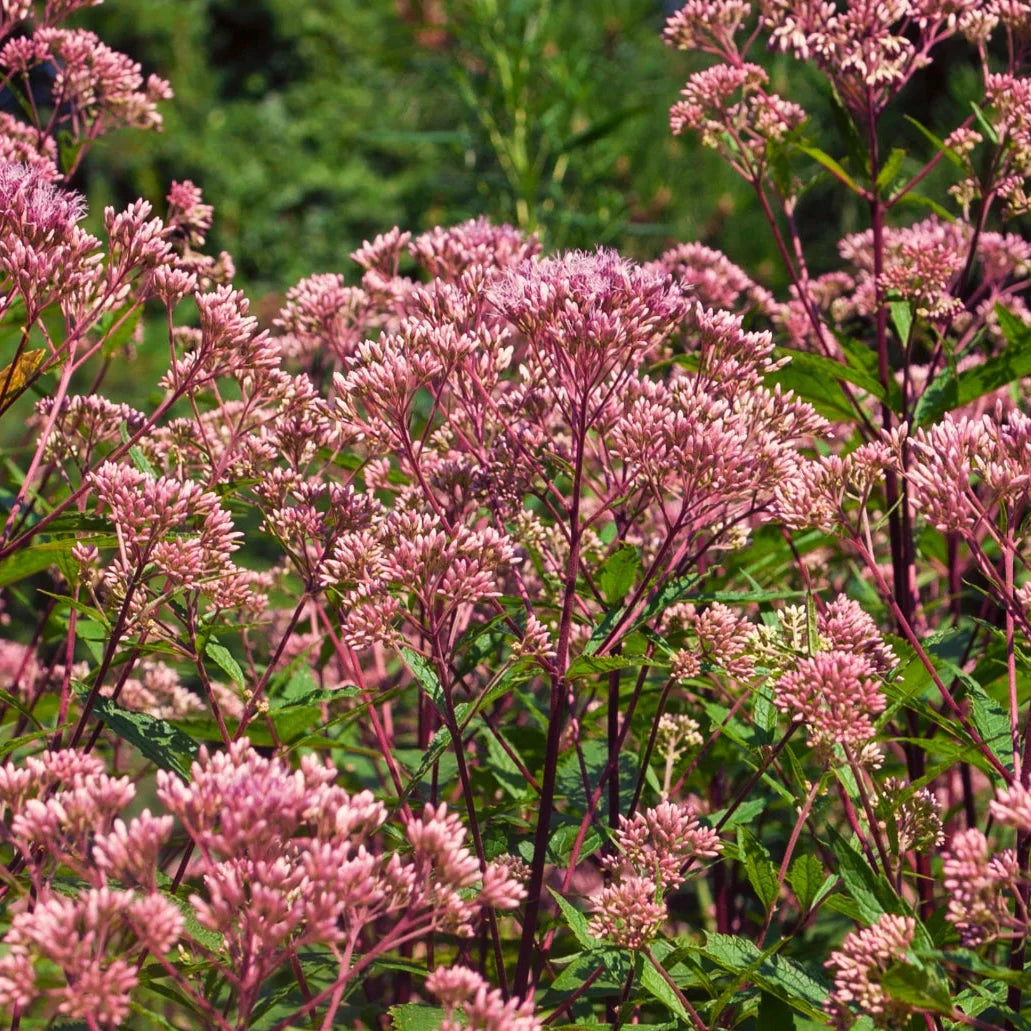 joe pye flower seeds