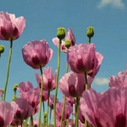 turkish poppy flower seeds
