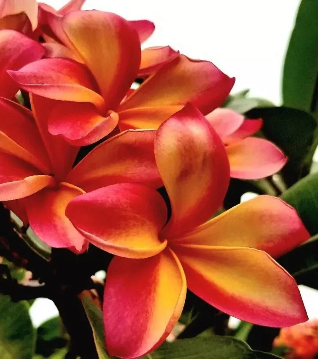 orange pink flower seeds