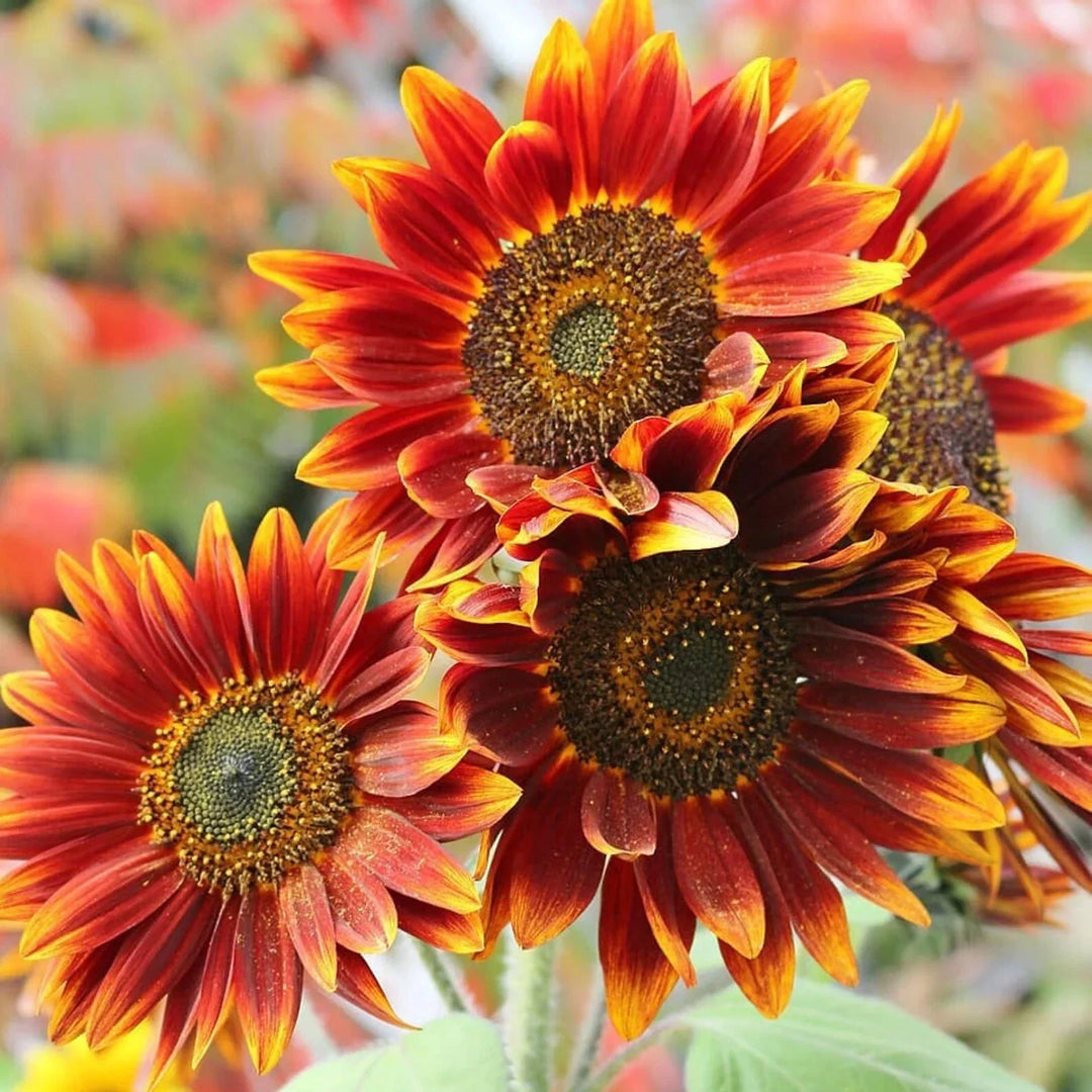 orange red flower seeds