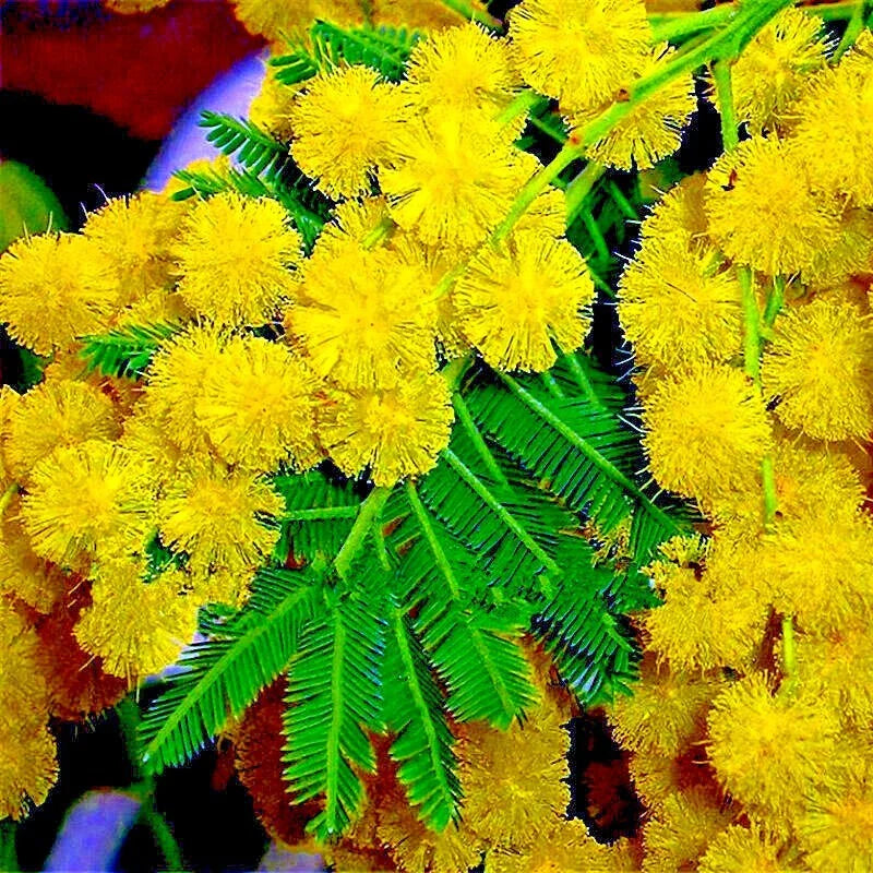 golden yellow flower seeds