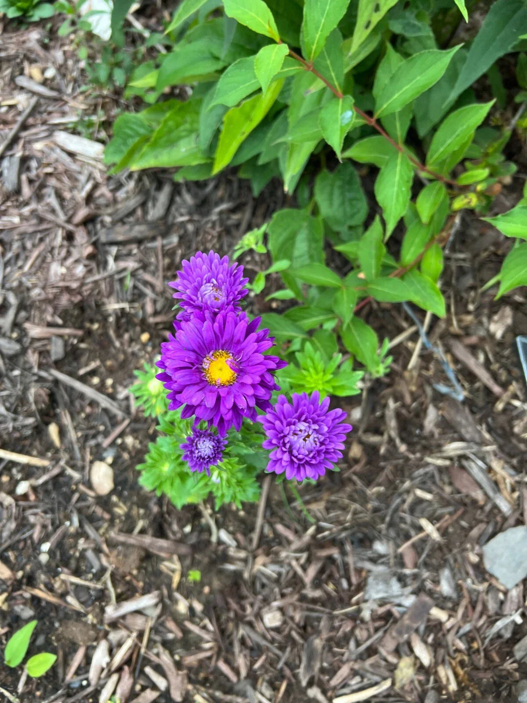 count aster flower seeds