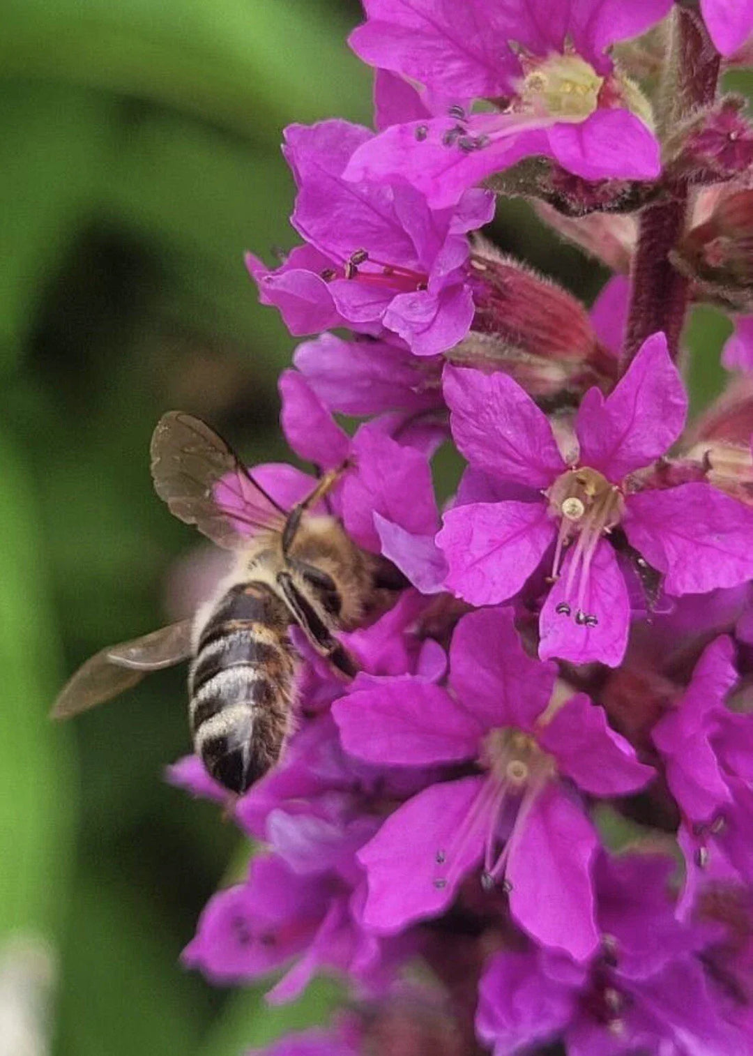 purple loosestrife flower seeds