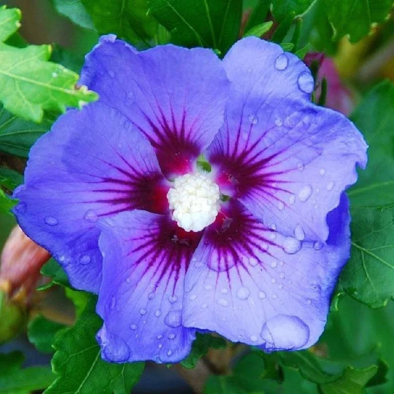 blue purple flower seeds