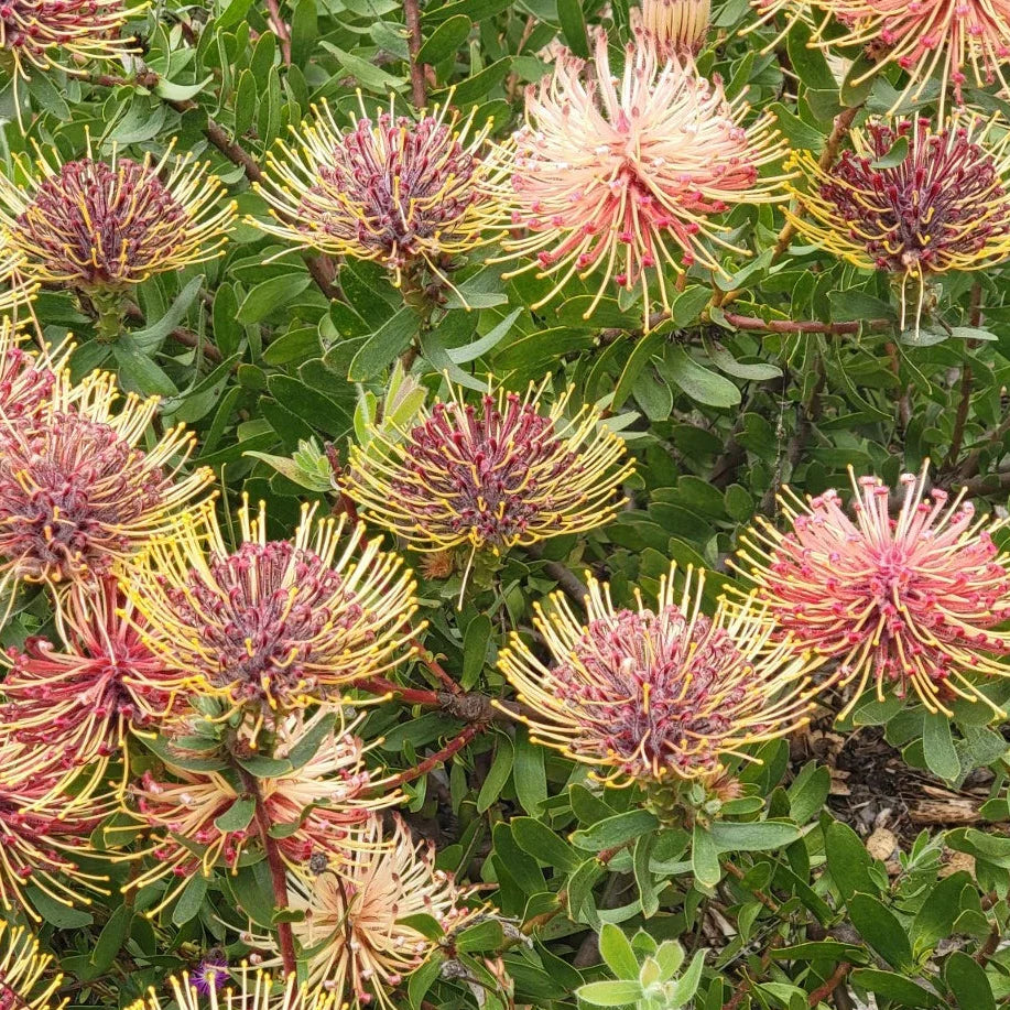 pink leucospermum flower seeds