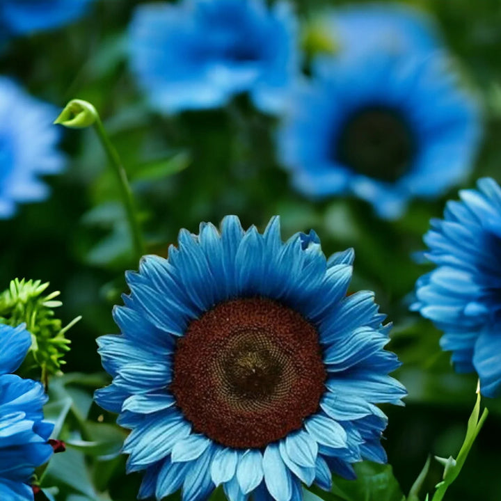 blue black flower seeds